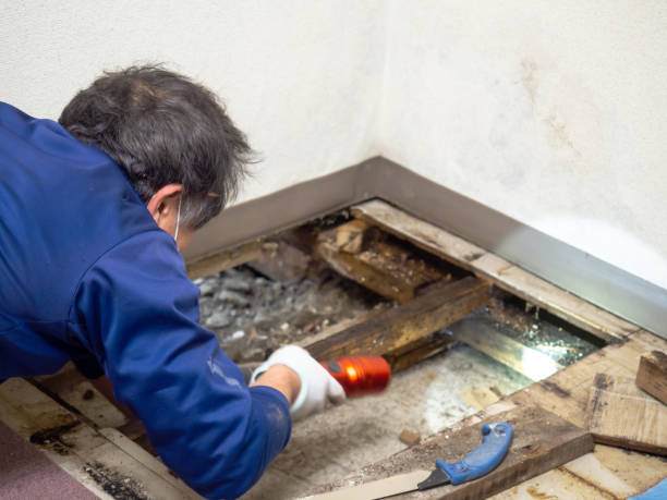 Best HVAC Mold Remediation in White Marsh, MD