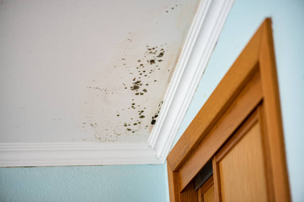 Best Crawl Space Mold Remediation in White Marsh, MD