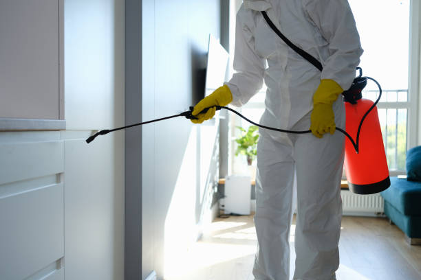 Best Post-Flood Mold Remediation in White Marsh, MD