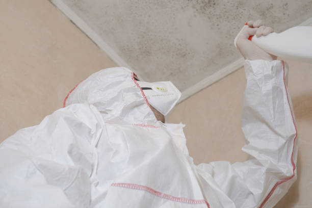 Best Residential Mold Remediation in White Marsh, MD