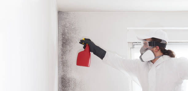 Best Preventive Mold Services in White Marsh, MD