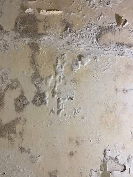 Best Kitchen Mold Remediation in White Marsh, MD