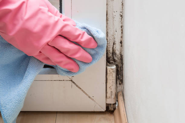 Best Mold Testing and Inspection Services in White Marsh, MD